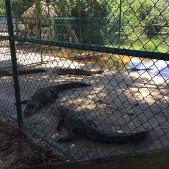 gator park - Boat Tours Near Me - Miami, Florida gator park - Boat Tours Near Me - Miami, Florida