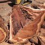 East Bay Tree Service