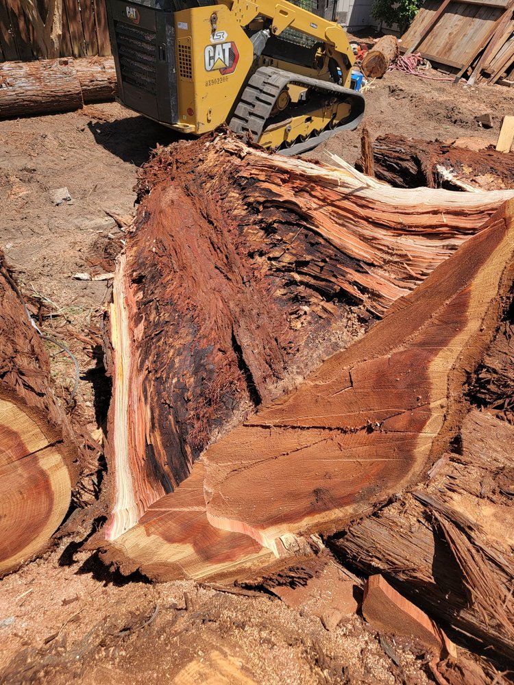 EAST BAY TREE SERVICE Updated October 2024 113 Photos & 80 Reviews