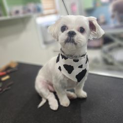 Bark Boutique and Grooming Salon