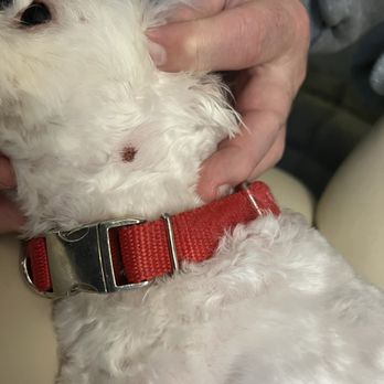 Jan's Dog Grooming - Cut from grooming - Pet Groomers Near Me - Vancouver, Washington Jan's Dog Grooming - Cut from grooming - Pet Groomers Near Me - Vancouver, Washington