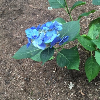 Volunteer Park - Beautiful blue flowers - Parks Near Me - Seattle, Washington