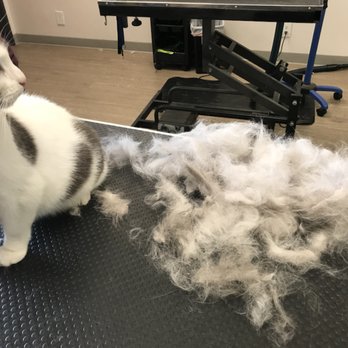 Keepet Groomed - Pet Groomers Near Me - San Diego, California Keepet Groomed - Pet Groomers Near Me - San Diego, California