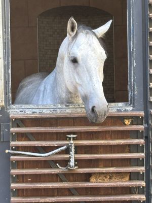 Spanish Riding School by null