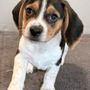 Photo of Pocket Beagle Haven