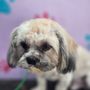 River City Pet Groomer