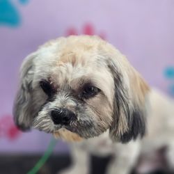 River City Pet Groomer