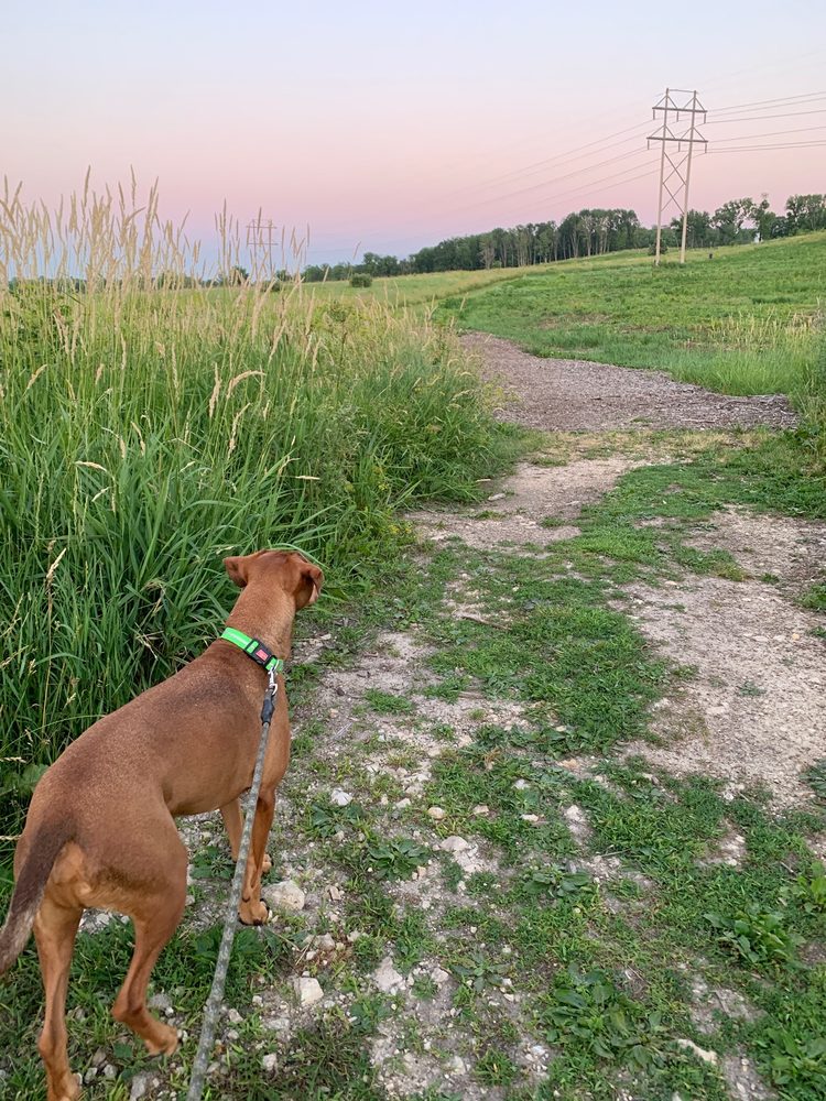 Wanatee Park Off-Leash Dog Exercise Area