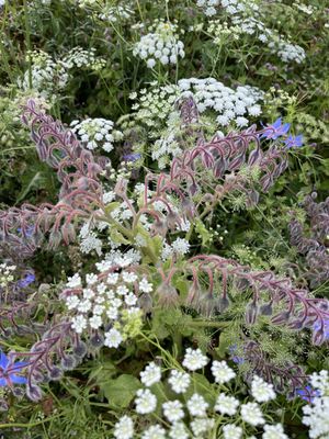 Royal Botanic Garden Edinburgh by null