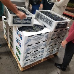Wine Experience - Here come the grapes