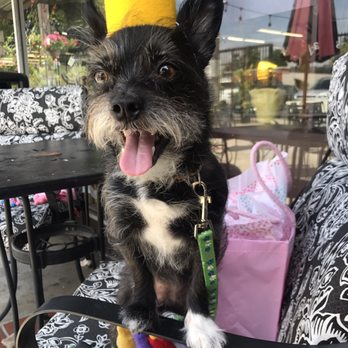 Orchards Bbq and Grill - Celebrating my dog's birthday on the patio - Barbeque Near Me - Whittier, California Orchards Bbq and Grill - Celebrating my dog's birthday on the patio - Barbeque Near Me - Whittier, California
