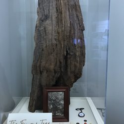 Monroe County Heritage Museum - A piece of the tree where Boo Radley would leave gifts