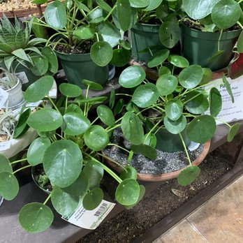 Armstrong Garden Centers - Lil cuties - Nurseries & Gardening Near Me - Carlsbad, California Armstrong Garden Centers - Lil cuties - Nurseries & Gardening Near Me - Carlsbad, California