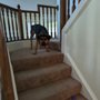DogDayz