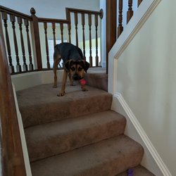 DogDayz