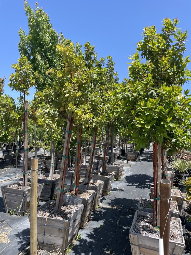 SONOMA VALLEY WHOLESALE NURSERY Updated September 2024 11 Photos