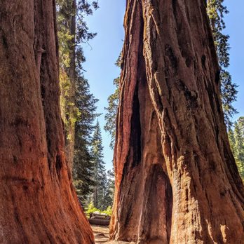 General Sherman Tree - Twin trees - Hiking Near Me - Sequoia National Park, California General Sherman Tree - Twin trees - Hiking Near Me - Sequoia National Park, California