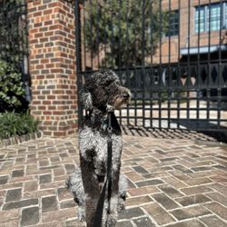 Pete's Pack Walks - Harvey showing off his skills.