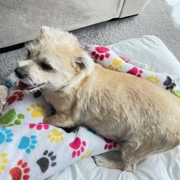 Ultimate Dog Grooming Macomb Mi: Expert Tips & Services