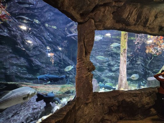 Bass Pro Shops (Formerly Cabela's) by null