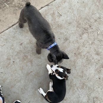 Costa Mesa Bark Park - Dog Parks Near Me - Costa Mesa, California