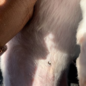 Puppy Style - This is the burn from them burning my dog - Pet Groomers Near Me - Los Angeles, California