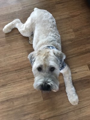 very important pet grooming salon