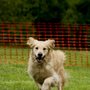 Photo of The Grateful Dog