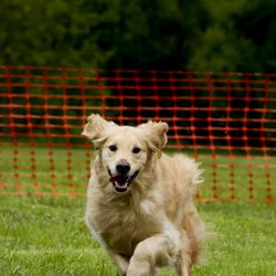 The Grateful Dog