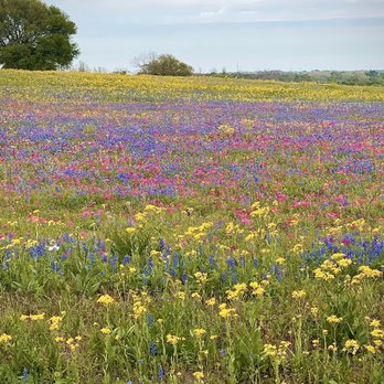 The Yurtopian - Hill country in the spring! - Resorts Near Me - Wimberley, Texas