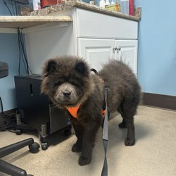Pleasure Island Animal Hospital