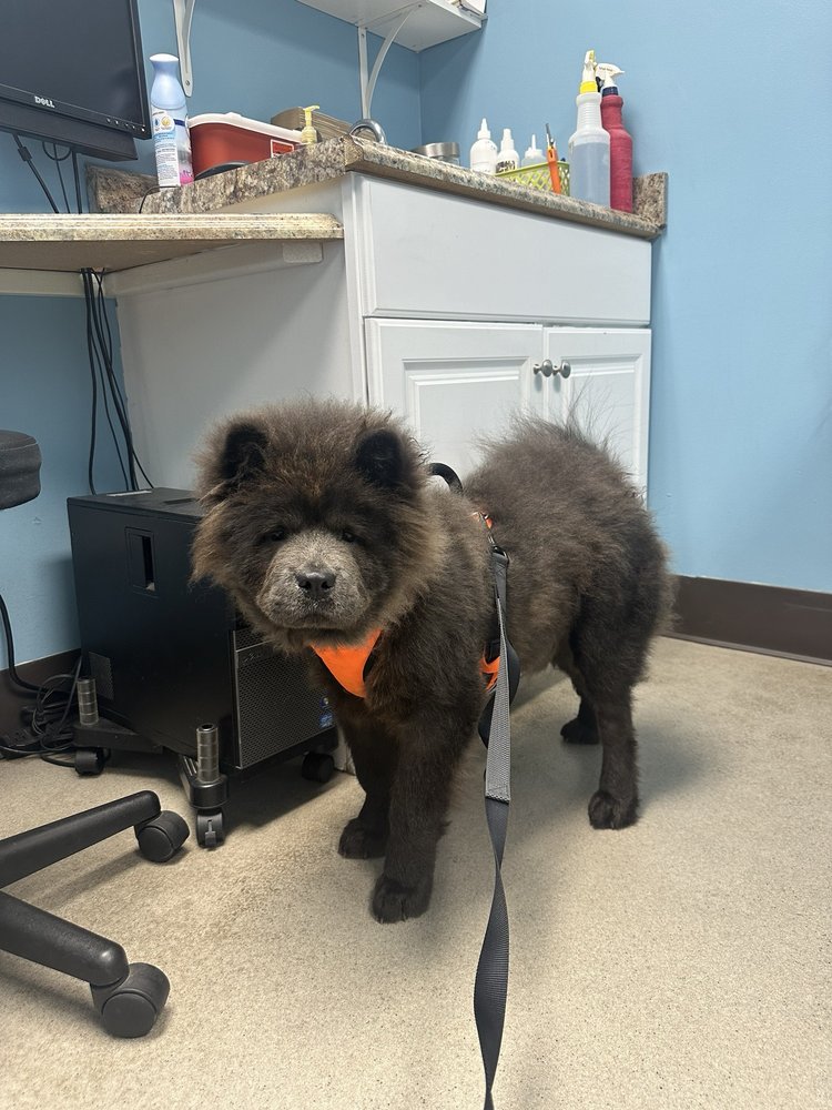 Pleasure Island Animal Hospital Image