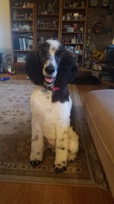 funky poodle grooming