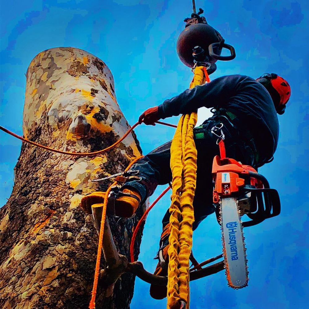 EXECUTIVE BRANCH TREE SERVICE 115 Photos & 30 Reviews 233 Township