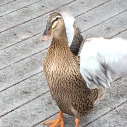 Matagorda County Birding Nature Center - Aggressive duck that chased us around the property!