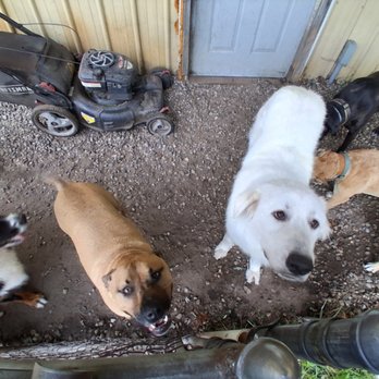 Syntax Command Dog Training - Pet Training Near Me - Muskegon, Michigan Syntax Command Dog Training - Pet Training Near Me - Muskegon, Michigan