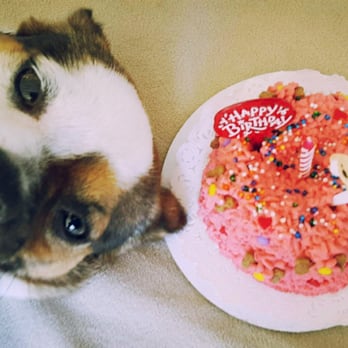 PJ's Pet Cafe - Pet Stores Near Me - Long Beach, California PJ's Pet Cafe - Pet Stores Near Me - Long Beach, California