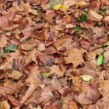 Paddington Recreation Ground - It's that time of year. - Sports Clubs Near Me - London, XGL