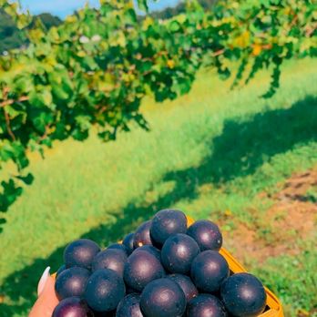 Congaree and Penn - Muscadine grapes - Farms Near Me - Jacksonville, Florida Congaree and Penn - Muscadine grapes - Farms Near Me - Jacksonville, Florida