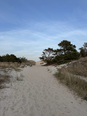 Cape Henlopen State Park by null