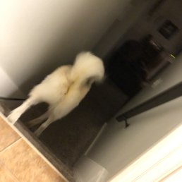 Here's the feces still stuck on my dogs behind after returning from the groomers. Such a waste of money.