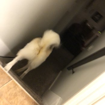 PetSmart - Here's the feces still stuck on my dogs behind after returning from the groomers. Such a waste of money. - Pet Training Near Me - Layton, Utah