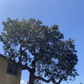 Acosta Tree Service - Tree Services Near Me Acosta Tree Service - Tree Services Near Me