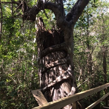 Fakahatchee Strand Preserve State Park - Parks Near Me - Copeland, Florida