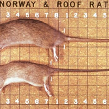 T and G Group Pest Control - Different kinds of rats - Pest Control Near Me T and G Group Pest Control - Different kinds of rats - Pest Control Near Me
