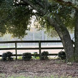 Classical Legacy - Early morning at the dressage ring
