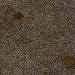 West Chester Veterinary Center - Poop and vomiting