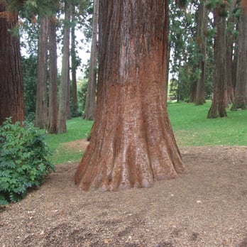 Wilhelma - giant redwood - Zoos Near Me - Stuttgart, BW