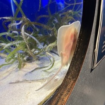 Birch Aquarium - Aquariums Near Me - La Jolla, California