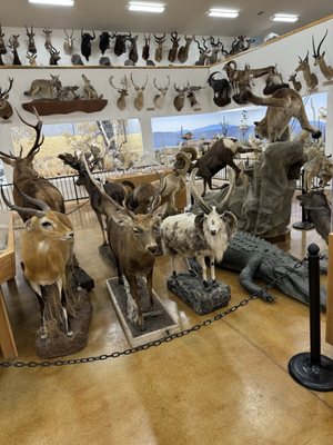 Bryce Wildlife Adventure by null